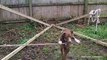 Dog Balancing on a Rope