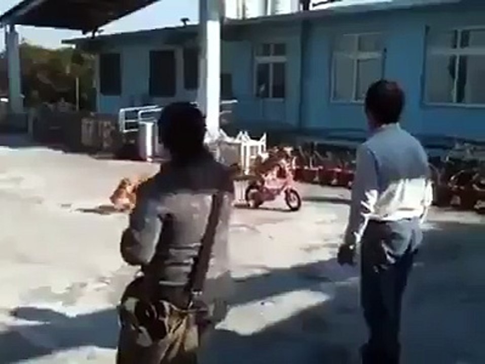 trained dogs