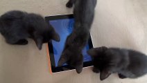 Buzz : Quand d'adorables chatons noirs s'attaquent à un iPad, que se passe-t-il ? ( Black Kitten VS iPad ) !