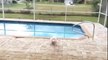 Un chien découvre une piscine dans sa nouvelle maison