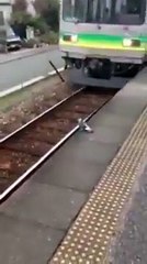 Un pigeon paresseux prend le train
