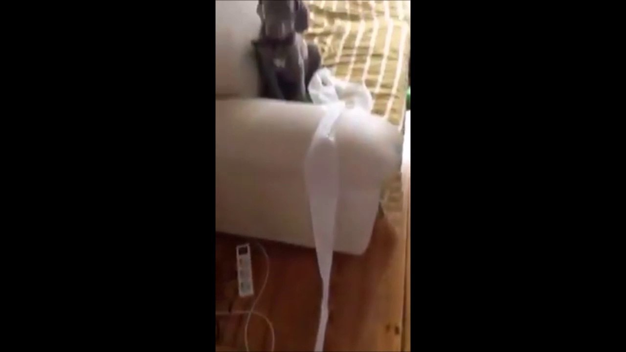 Suivez les preuves vous trouverez le coupable... Chien trop mignon!