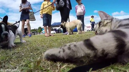 Кот-инспектор на выставке собак