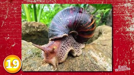 20 BIGGEST Animals Ever