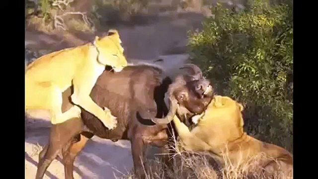 Amazing...Lion vs Buffalo Headbutts Into the Air!