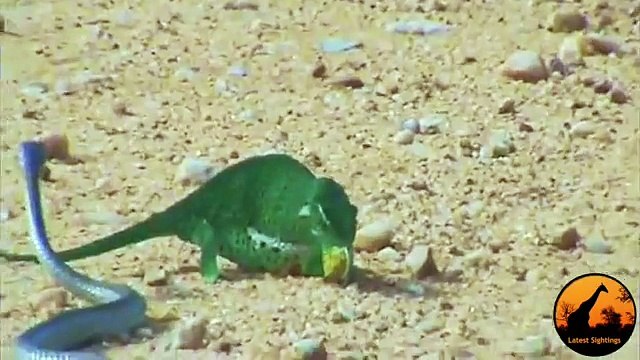 Boomslang Snake vs Chameleon - Latest Wildlife Sightings