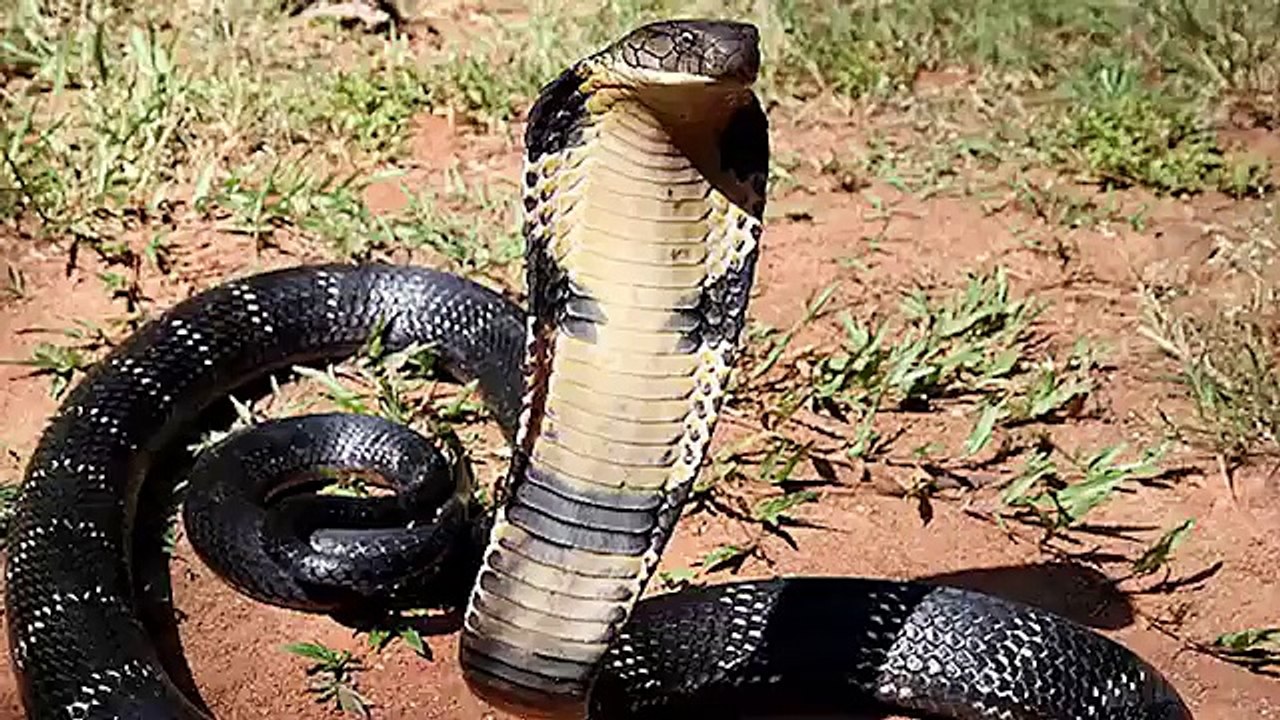 Cobras Protecting Sleeping Baby-