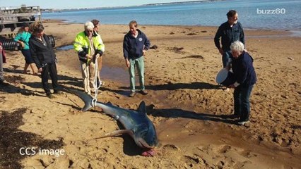 Instead of running away, people rush to help a stranded shark on the beach