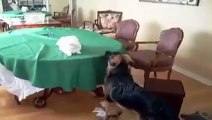 Como Perros y Gatos