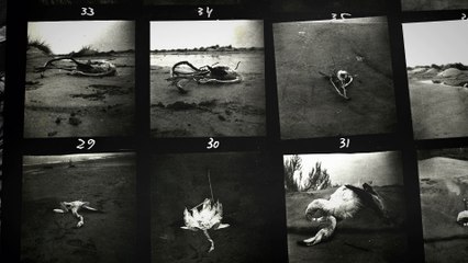 Lucien Clergue, les premiers albums : la bande annonce de l’exposition ! (français/english)