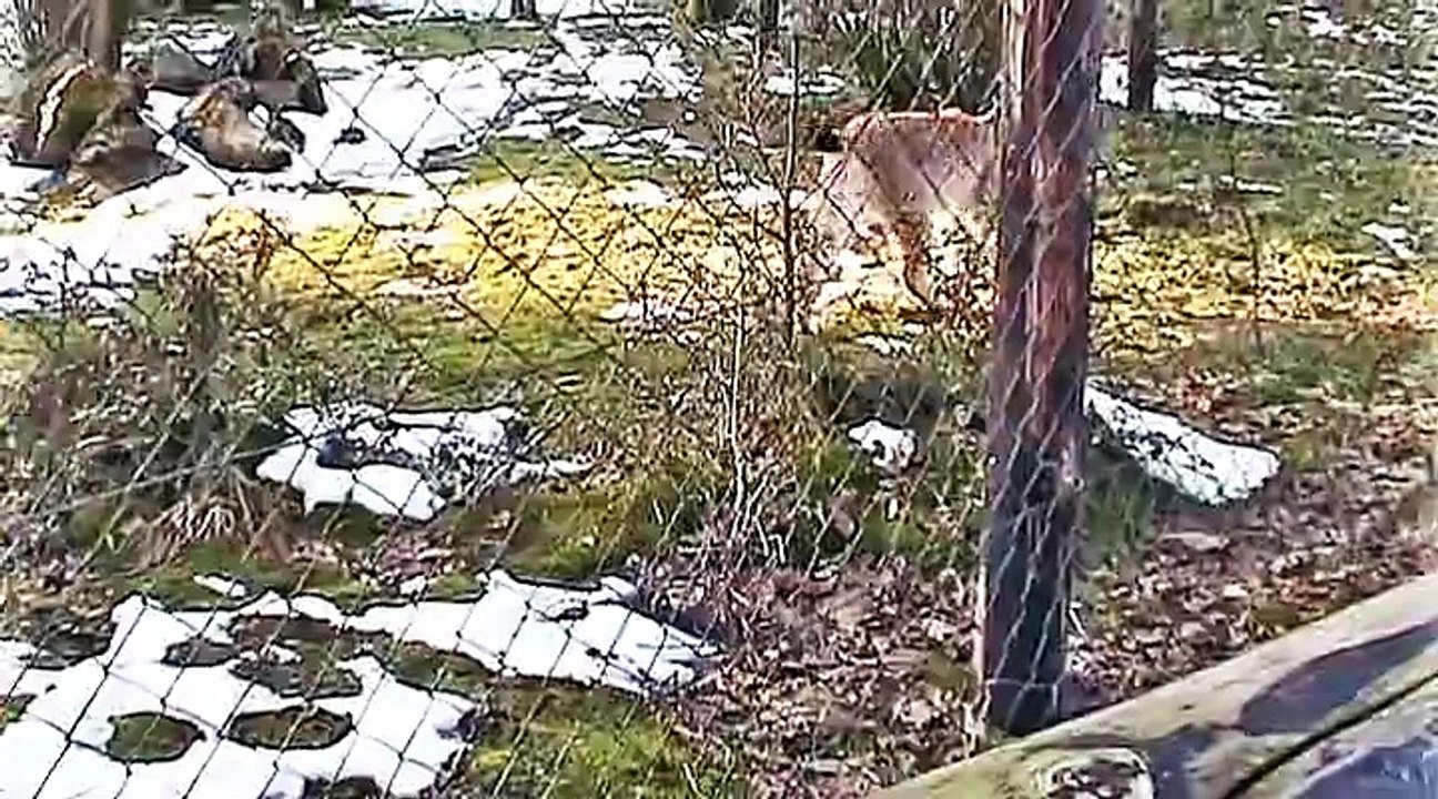 Auf großer Tour im Wildgehege Hellenthal – 2015 – 4