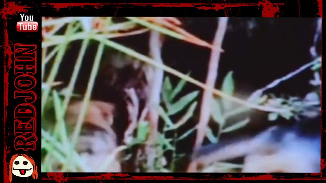 Aniquilan a Supuesto Chupacabras,  Supposedly killed Chupacabras