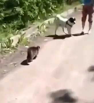 С такой кошкой ничего не страшно!!! With such a cat afraid of nothing !