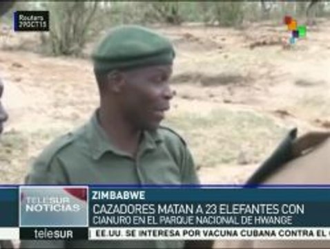 Cazadores furtivos envenenan con cianuro a 23 elefantes en Zimbabue