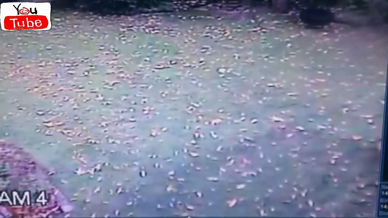 Coyote attacks a dog owner saves, Coyote ataca a un perro su dueño lo Salva