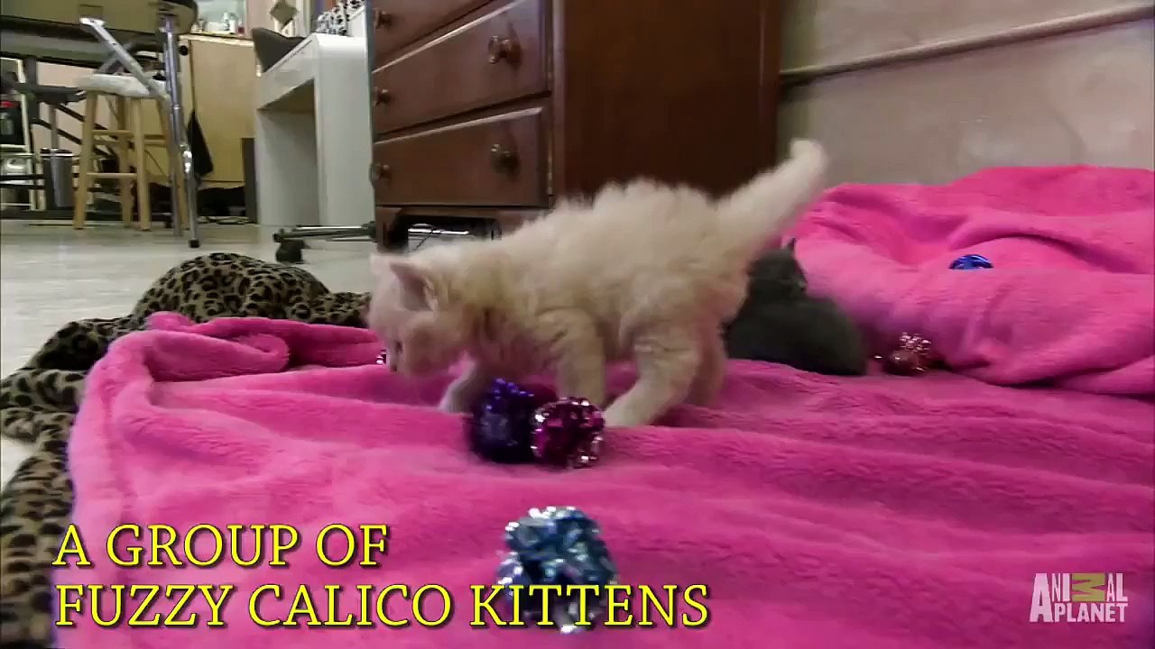 Too cute not to Notice