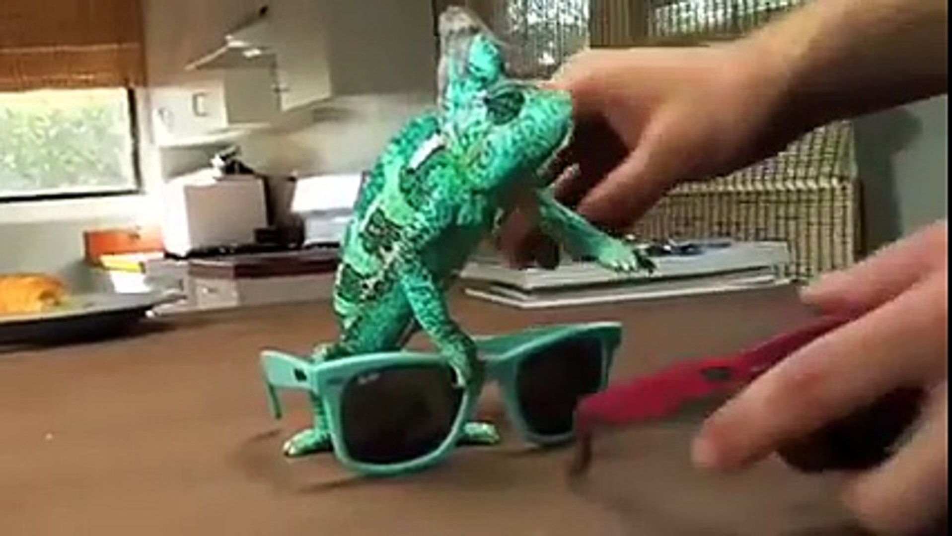 Chameleon changing colors with sunglasses hotsell