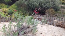 Le jardin de la Flore des Sables