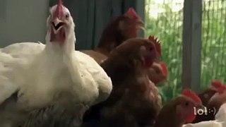 ;-) Funny videos 2015 - Funny fails ;-) Crazy Chicken vs Stupid Farmer ;-)