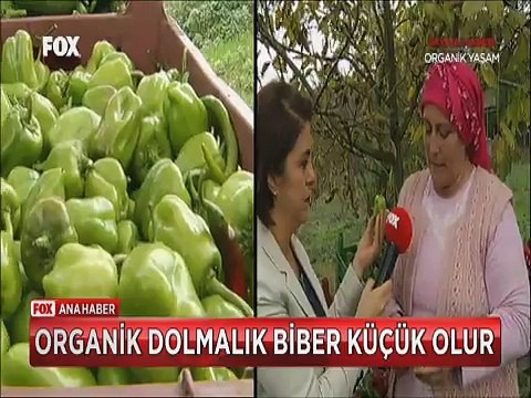 Organik sebzeler nasıl anlaşılır üreticisinden püf noktaları