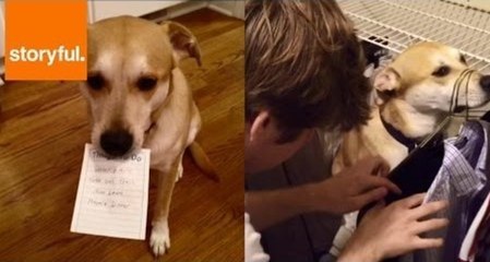 A Dog's Life Includes Jumping in the Driver's Seat