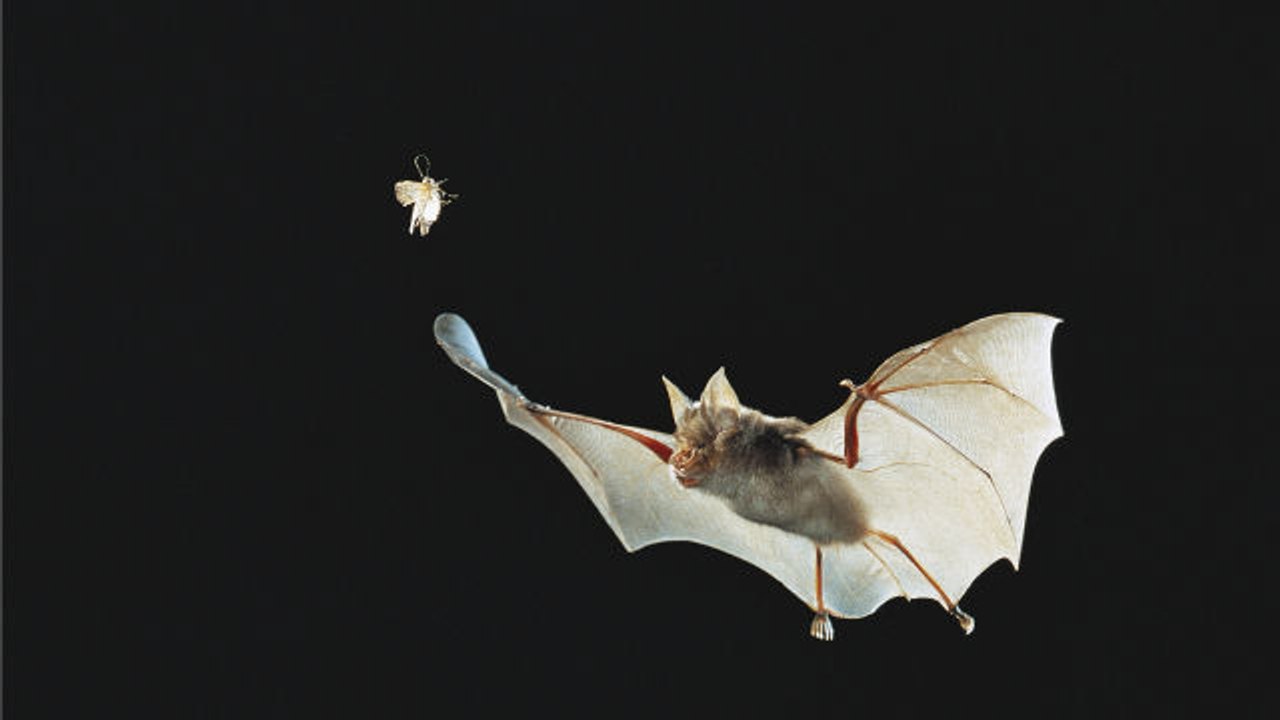Absurd Creatures | Bats Are Totally Awesome. Tr...