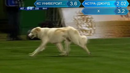 Astra Giurgiu - CS Univ Craiova dog