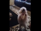 Excited dog breaks into happy dance for food