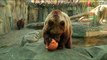 Animals in Ukrainian zoo feast on Halloween treats