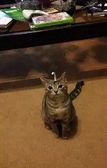 Kitten can't get sticker off his head