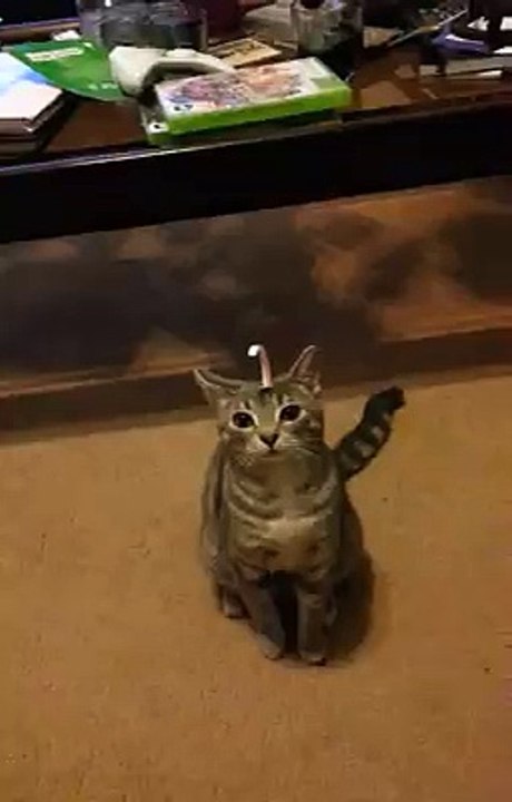Kitten can't get sticker off his head