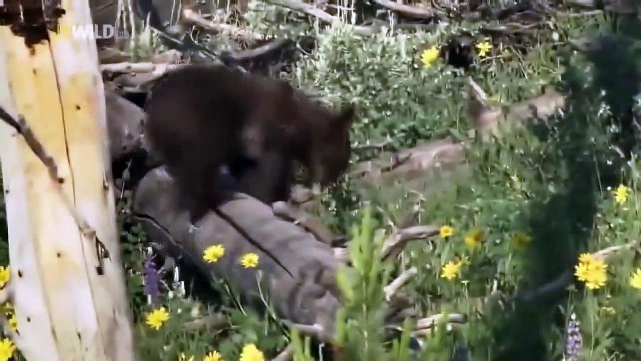 Aniaml Extreme Fights Wolves VS Grizzly Bears Documentary