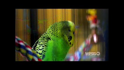 Disco - The amazing talking parakeet - 2015-10-25
