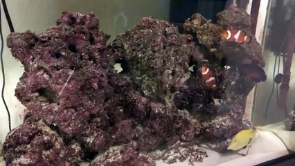 Des poissons chassent un rayon laser