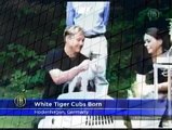 Rare White Tigers Born at German Zoo Aborable Footage! Best Wild Animal Videos when animals attack