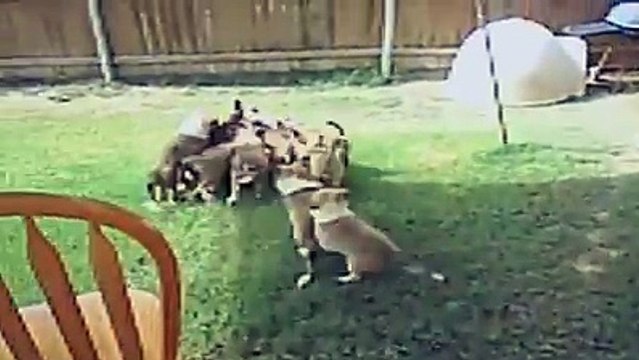 Кошки учатся жить с собаками