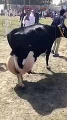 most dairy cows