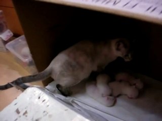 Ночной разговор с кормящей кошкой. - Улёт