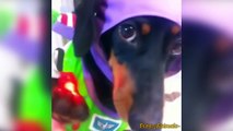 Cute Puppies Dogs Vines 2015 - Dog Vine Videos 2015 - 720p (HD)