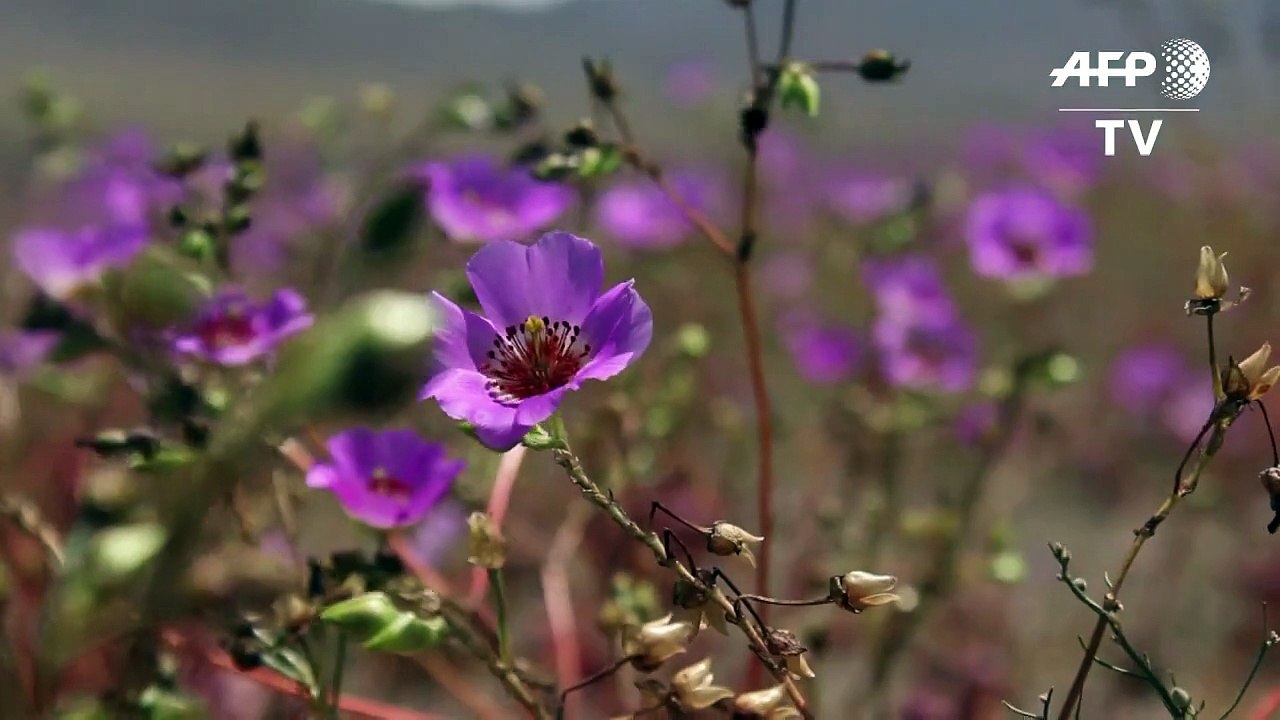 Blütenpracht in der Atacama-Wüste