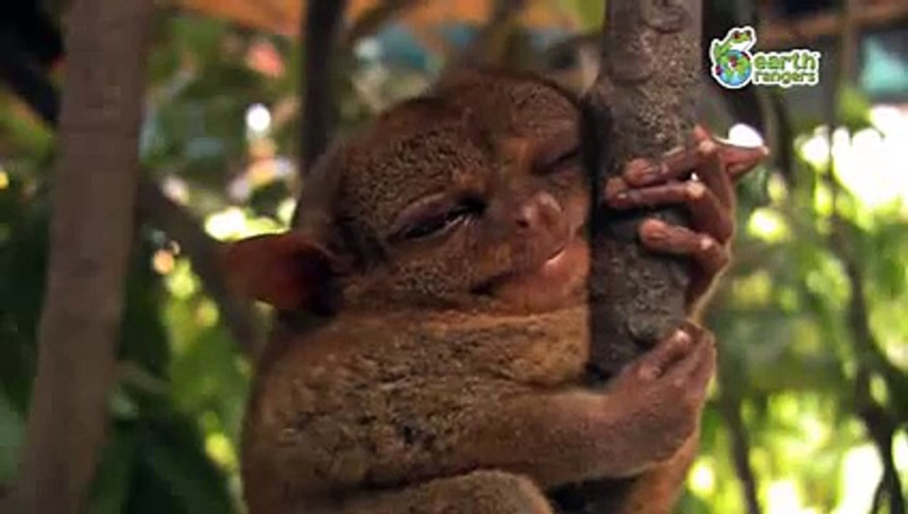 Funny Talking Animals -