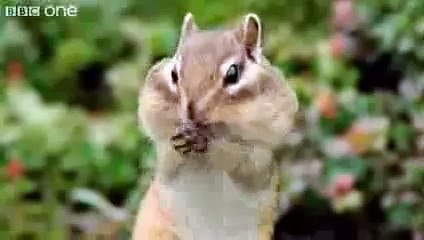 Funny Talking Animals - Walk On The Wild Side - Episode Four Preview - BBC One - YouTube