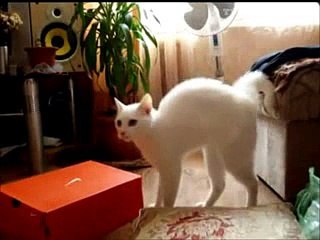 funny crazy cats )) -