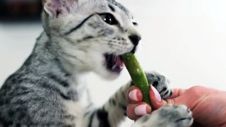 KITTY EATS ASPARAGUS