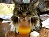 New Funny, Animal Videos 2014 Cat Snores Into Glass Of Orange Juice   Funny Videos