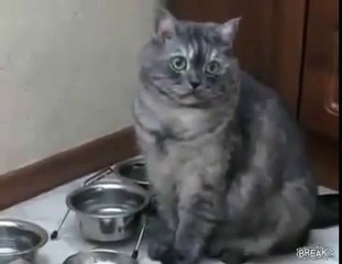 New Funny, Animal Videos 2015 Plus Sized Cat Isn t Happy About Being On A Diet   Funny Videos