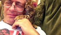 Funny Cat Compilation 2015 -   Funny Cat Videos 2014  Cute Kitten Wants Owner s Glasses   Funny Videos