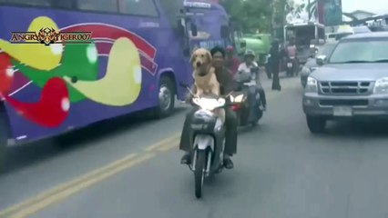 Best Of Funny Dogs Riding On Motorcycles Compilation