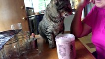 Cutest cat eats ice cream!