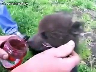 Голодный мишка